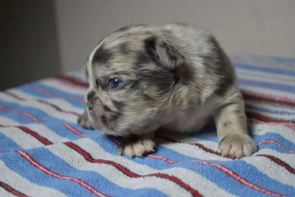 Bulldog francese cuccioli | Foto 3