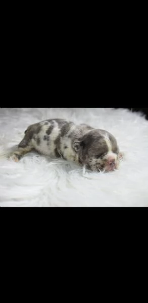 Bulldog francesi blu merle | Foto 3