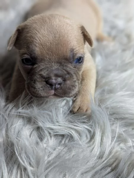 Bulldog francese blu merle | Foto 1