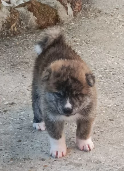 Cuccioli Akita inu