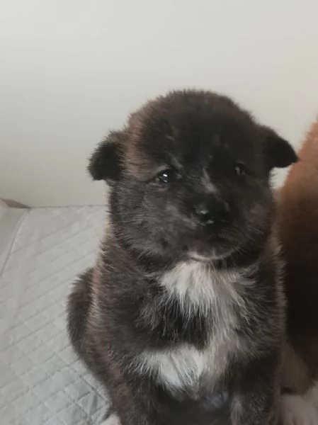 Cuccioli Akita inu | Foto 4