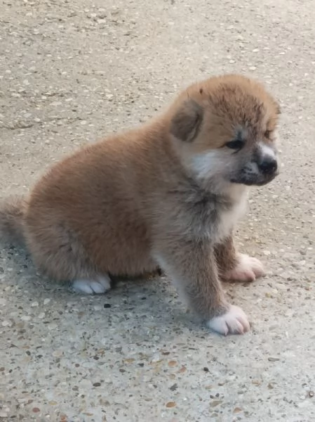 Cuccioli Akita inu | Foto 1