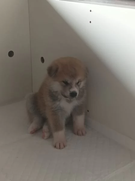 Cuccioli Akita inu | Foto 0