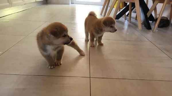 Cuccioli Akita Inu con pedigree..