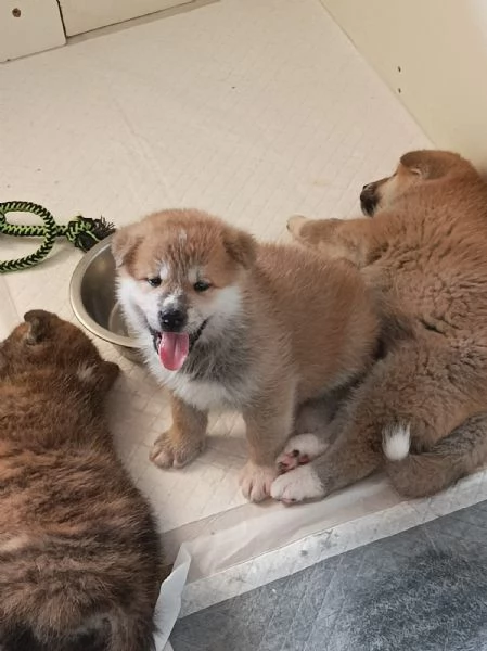 Cuccioli Akita Inu con pedigree.. | Foto 6