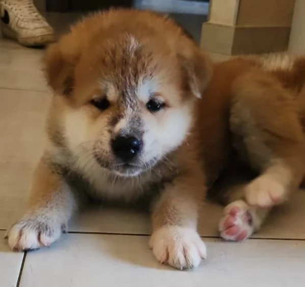 Cuccioli Akita Inu con pedigree.. | Foto 5