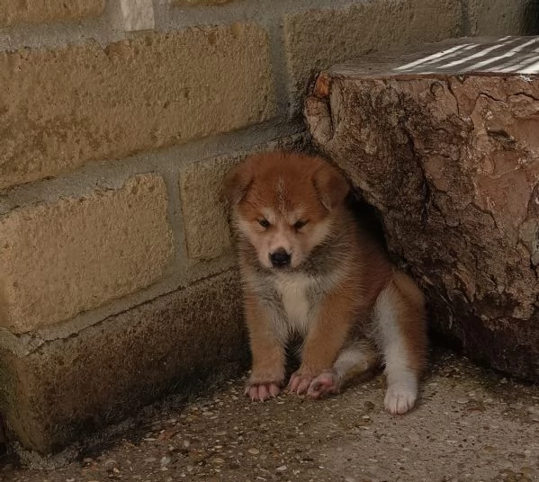 Cuccioli Akita Inu con pedigree.. | Foto 4