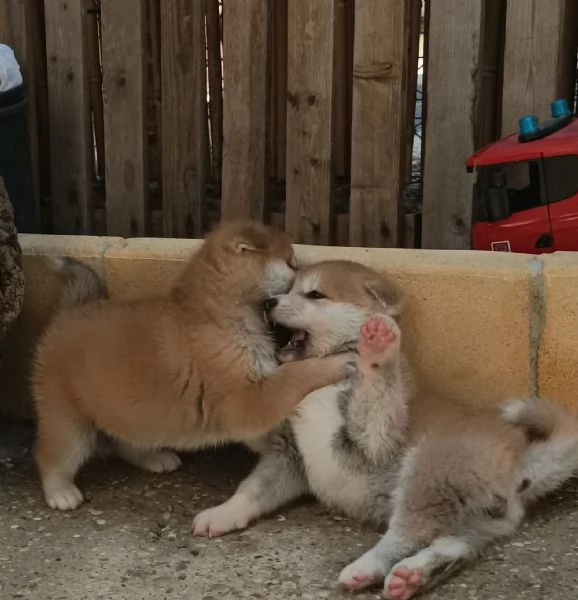 Cuccioli Akita Inu con pedigree.. | Foto 3