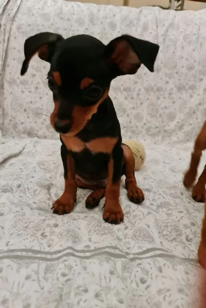 CUCCIOLI PINSCHER NANO ORIGINALI 3 MESI CIRCA