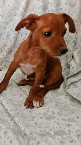 CUCCIOLI PINSCHER NANO ORIGINALI 3 MESI CIRCA | Foto 5