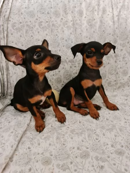 CUCCIOLI PINSCHER NANO ORIGINALI 3 MESI CIRCA | Foto 3