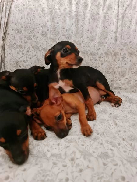 CUCCIOLI PINSCHER NANO ORIGINALI 3 MESI CIRCA | Foto 2