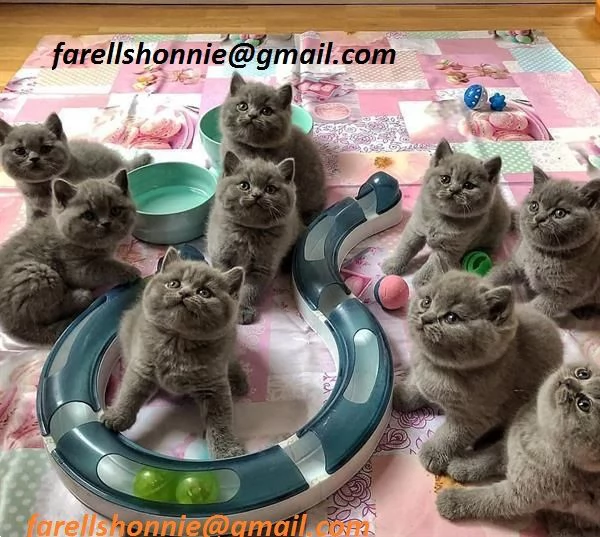 Adorabili gattini British Shorthair disponibili per la tua casa Prenotami.......