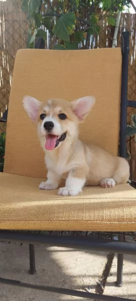 Cuccioli di Pembroke Welsh Corgi | Foto 5