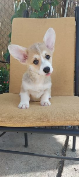 Cuccioli di Pembroke Welsh Corgi | Foto 3