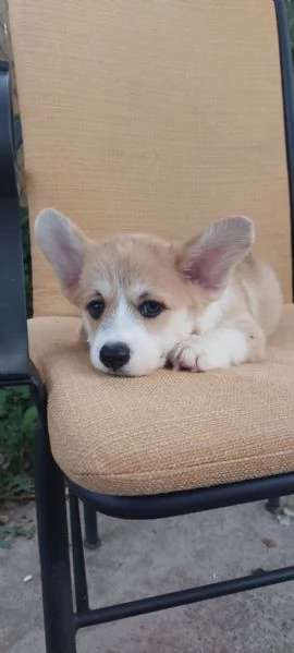 Cuccioli di Pembroke Welsh Corgi