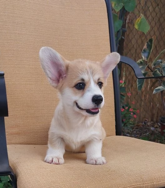 Cuccioli di Pembroke Welsh Corgi | Foto 1