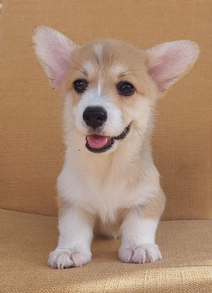 Cuccioli di Pembroke Welsh Corgi | Foto 0