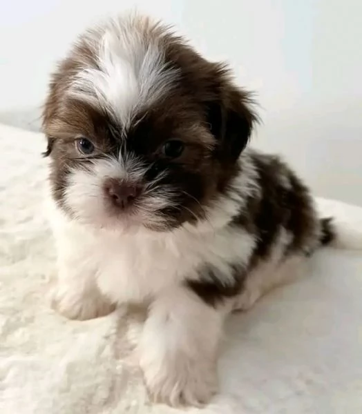 Fantastici cuccioli di shih tzu disponibili