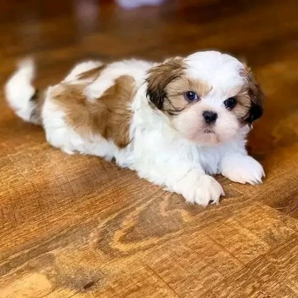 Fantastici cuccioli di shih tzu disponibili