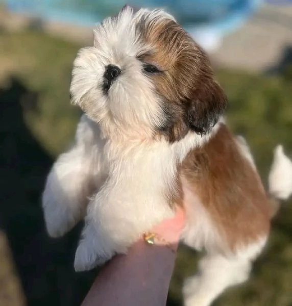 Cuccioli di shih tzu registrati per la riadozione