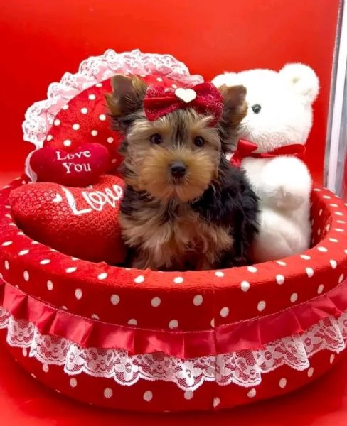 Cuccioli di Yorkie carini e adorabili in adozione