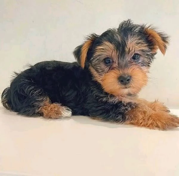 Cuccioli di Yorkie carini e adorabili in adozione