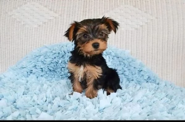 Cuccioli di Yorkie carini e adorabili in adozione