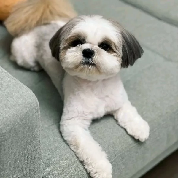 Shih Tzu 