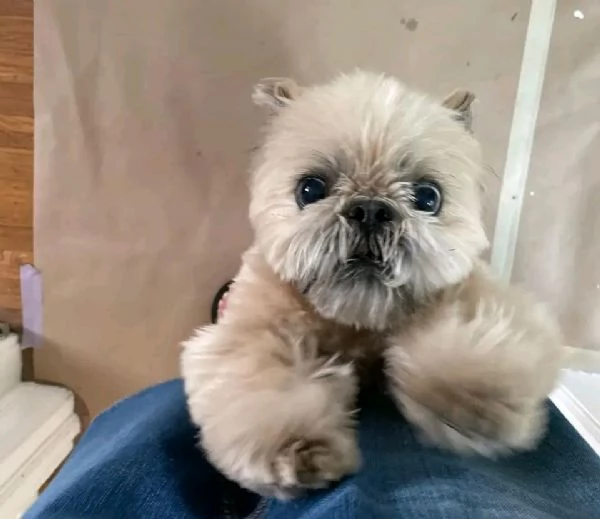 Adorabili cuccioli di Shih Tzu maschi e femmine