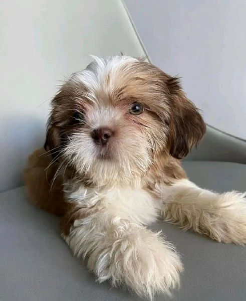 Adorabili cuccioli di Shih Tzu maschi e femmine