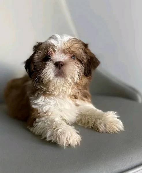 Adorabili cuccioli di Shih Tzu maschi e femmine