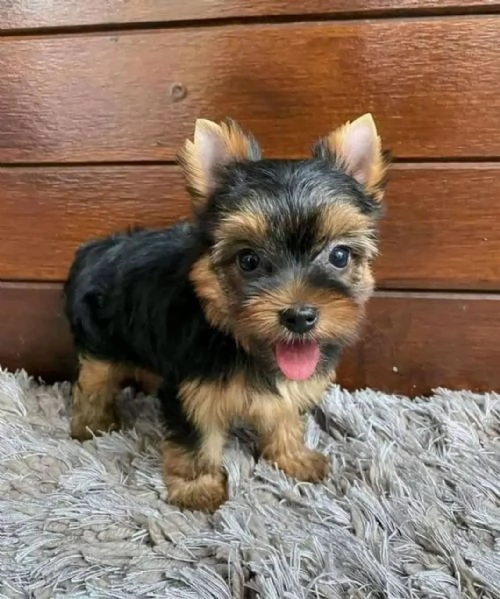 Cuccioli di Yorkie super adorabili