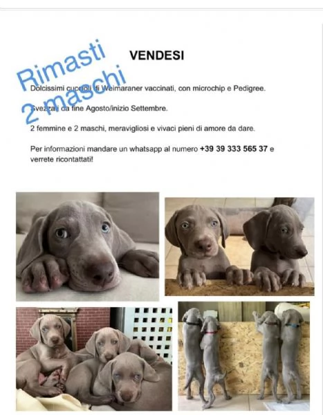 Cuccioli Weimaraner