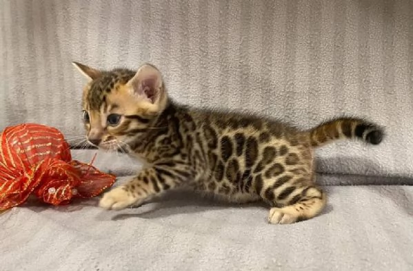 cuccioli bengal | Foto 0