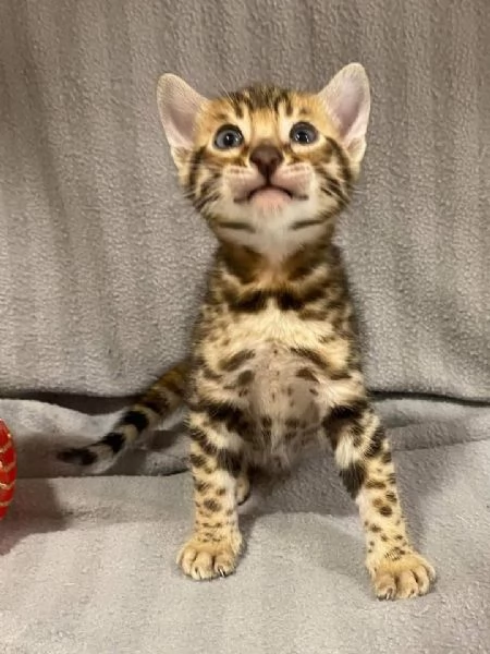 cuccioli bengal