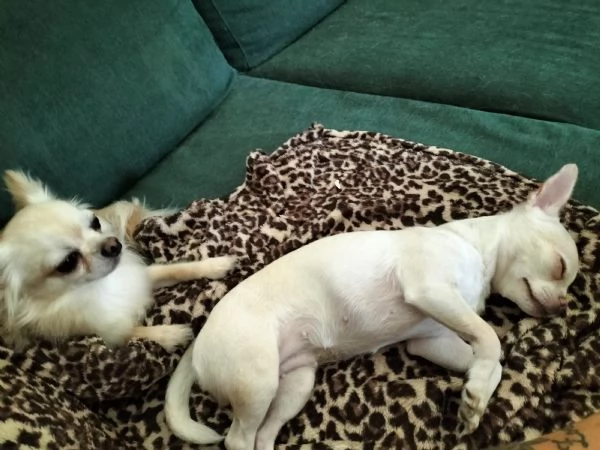 2 chihuahua