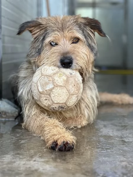 David, simil spinone, cerca adozione