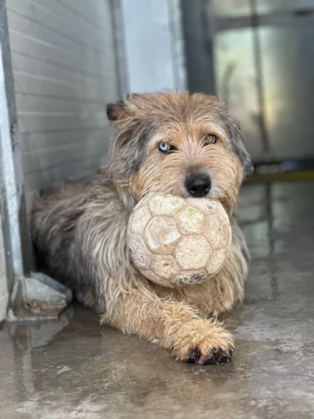 David, simil spinone, cerca adozione | Foto 0