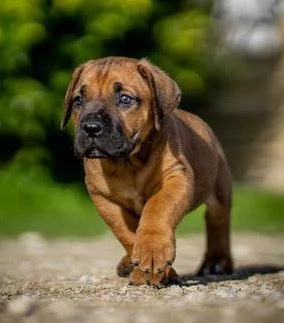 CUCCIOLI DI BOERBOEL