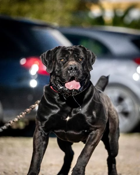 CUCCIOLI DI BOERBOEL | Foto 1