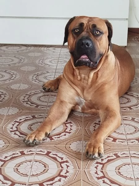 CUCCIOLI DI BOERBOEL | Foto 0