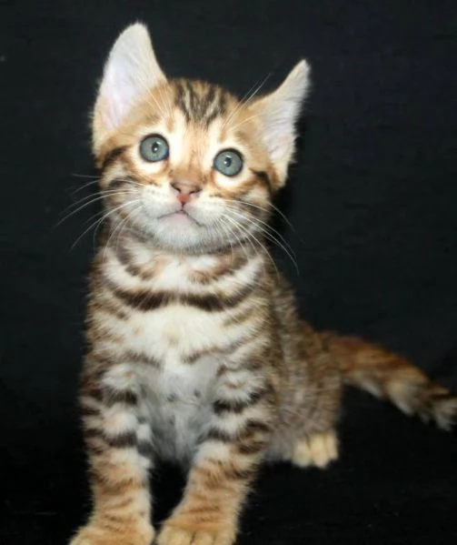 BENGAL CUCCIOLI DISPONIBILI | Foto 0