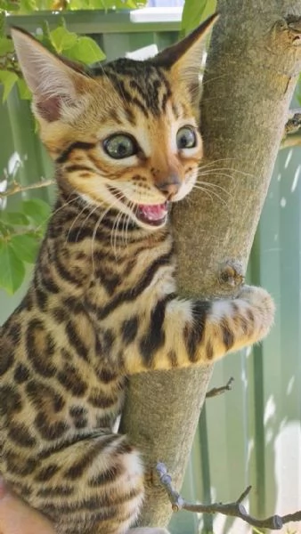 Cuccioli di razza Bengala | Foto 0