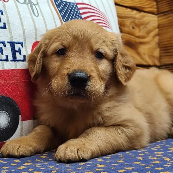 REGALO GOLDEN RETRIEVER#