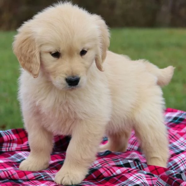 REGALO GOLDEN RETRIEVER#