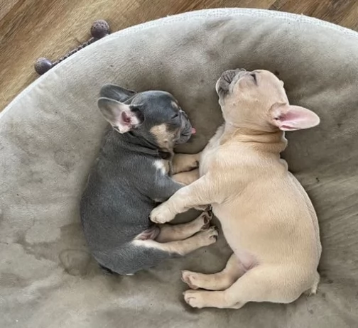 bouledogue francese di tre mesi pronti