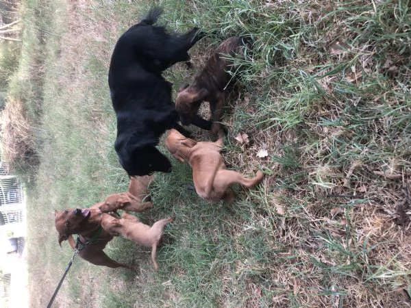 Regalati cuccioli meticci taglia medio piccola | Foto 1