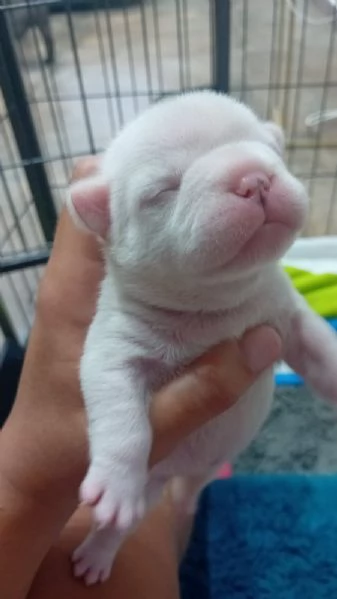 Cuccioli bulldog francese 