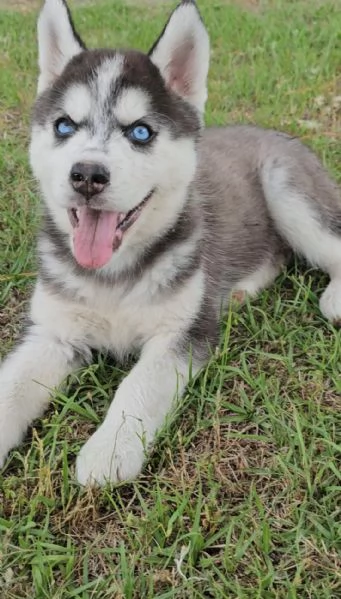 Cuccioli di siberian husky